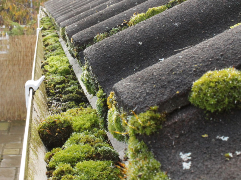 Moss in Gutter Wilkins Power Clean